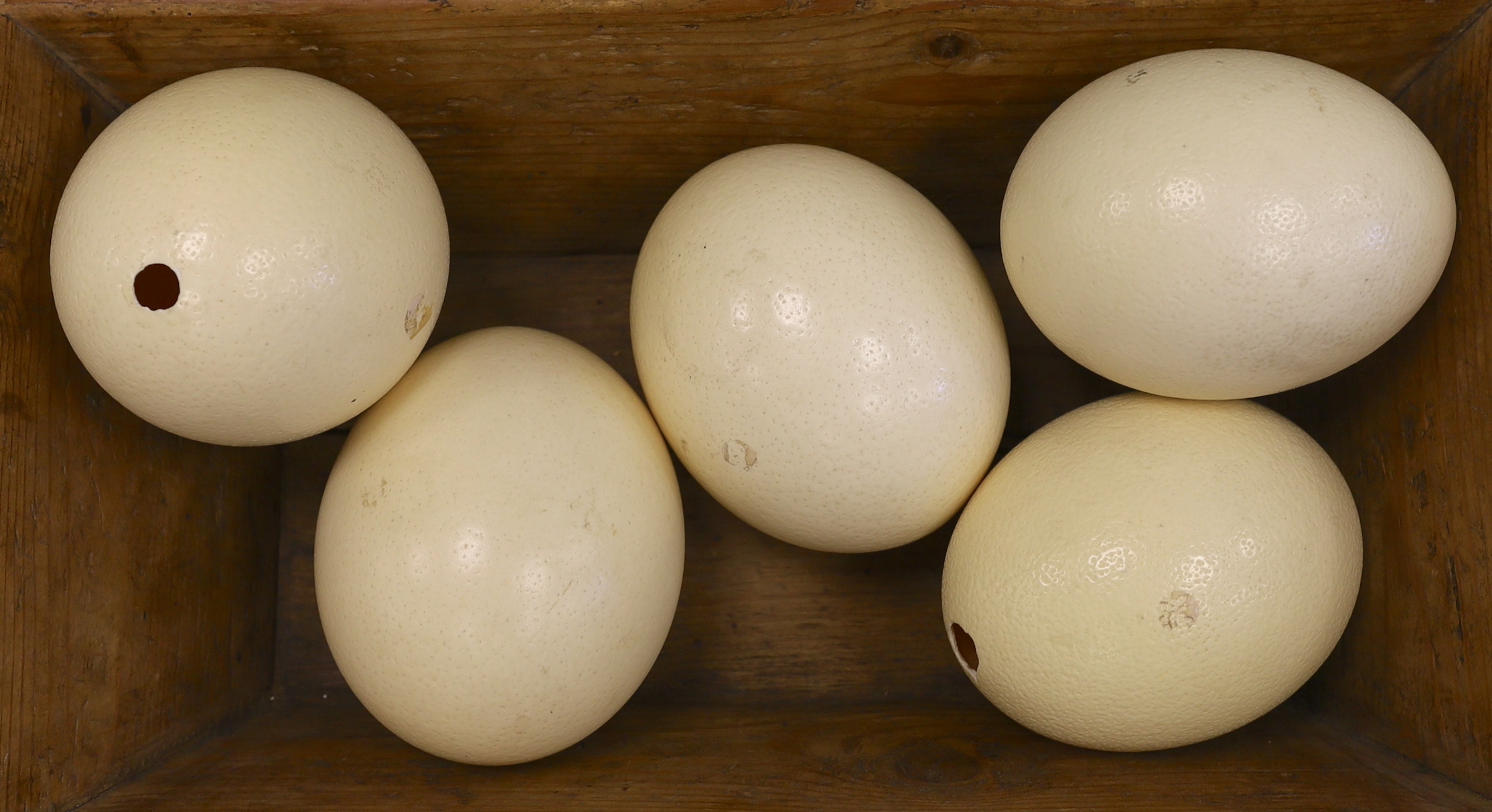 Five Ostrich eggs in a pine trough, 54cm long x 29.5 cm wide